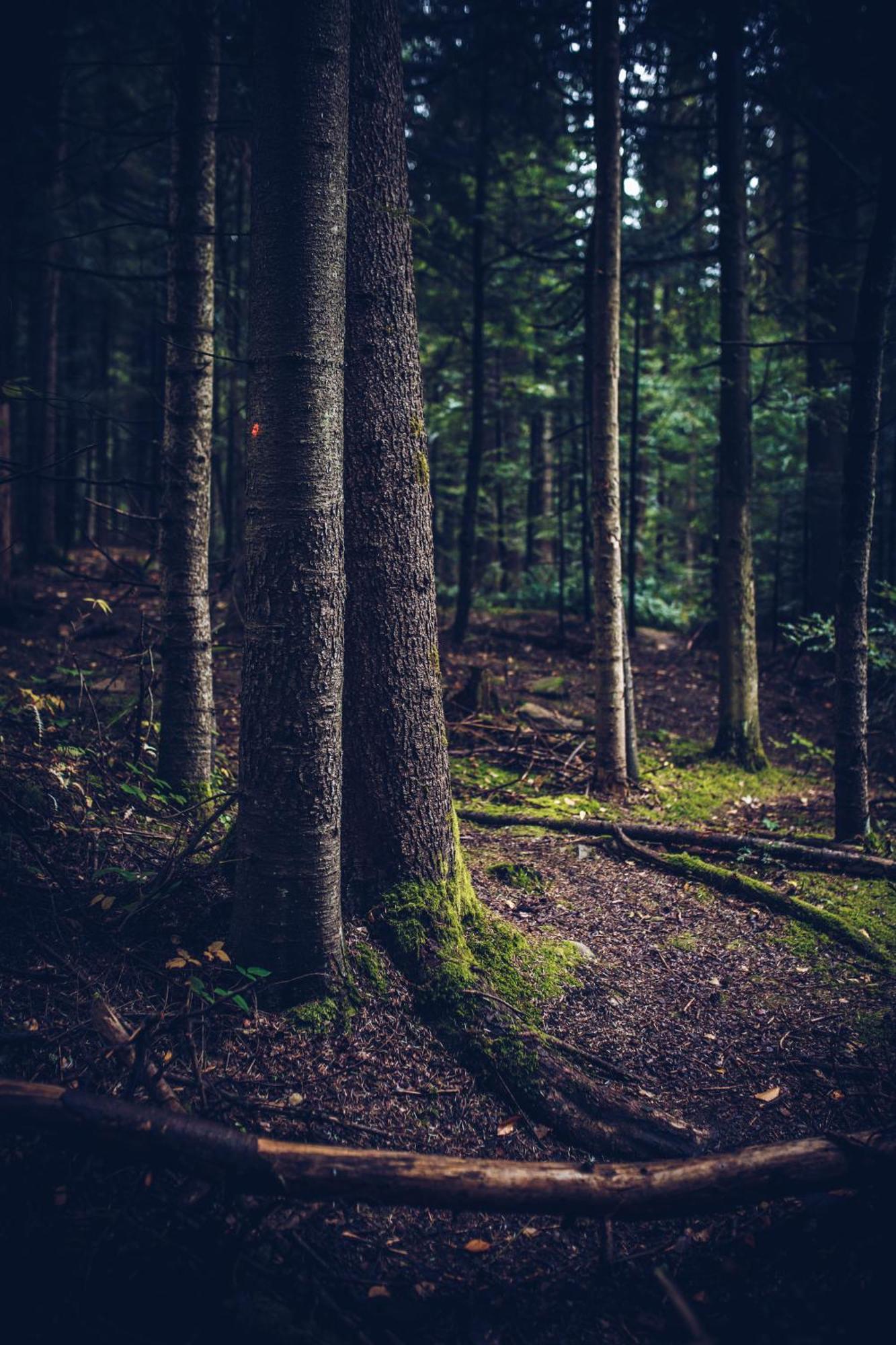 Losiowka * Bystre (Lesko)